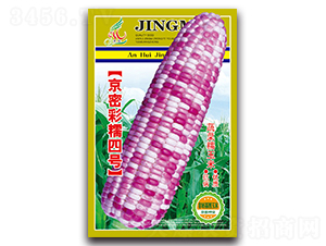 亰密彩糯四號-糯玉米種子-京密種業(yè)