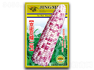 亰密花糯二號-糯玉米種子-京密種業(yè)
