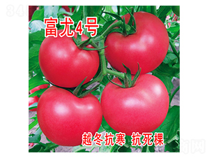 富尤4號(hào)-番茄種子-富園種業(yè)