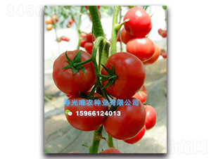夏美360F1-粉果番茄種子-唯農種業(yè)