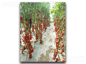 珍珠貴妃F1-番茄種子-農(nóng)人農(nóng)業(yè)