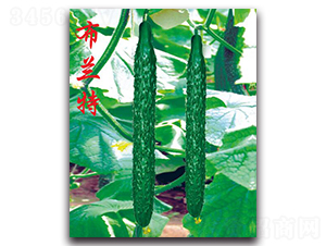 布蘭特-黃瓜種子-農(nóng)人農(nóng)業(yè)