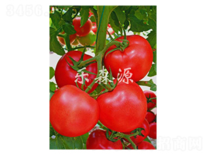 紅珍珠-番茄種子-樂(lè)森源