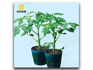 ?？?號(hào)-番茄砧木種子-世農(nóng)種苗