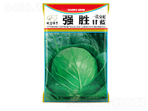 強(qiáng)勝甘藍(lán)-甘藍(lán)種子-曉富種子