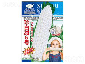 珍白甜6號(hào)-玉米種子-曉富種子
