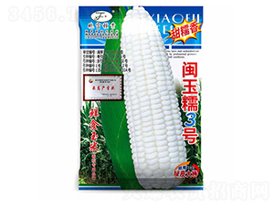 閩玉糯3號-玉米種子-曉富種子