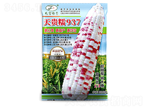 天貴糯937-玉米種子-曉富種子