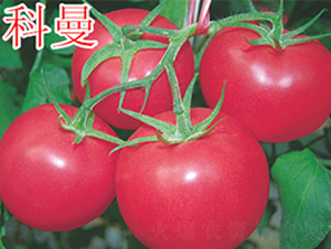 科曼-粉果番茄種子-萬宇農(nóng)業(yè)