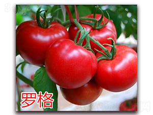 羅格-粉果番茄種子-萬宇農(nóng)業(yè)