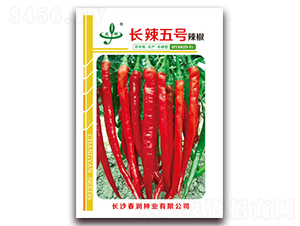 長辣五號-辣椒種子-春潤種業(yè)