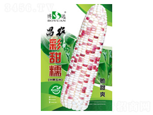 彩甜糯-昌農種業(yè)