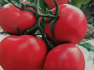 大紅齊達利-番茄種子-地喜農(nóng)業(yè)