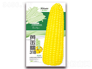 黃金糯318-甜糯玉米種子-歆天綠