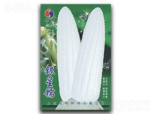 銀星糯-玉米種子-乾坤種業(yè)