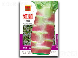 紅韻-萵筍種子-科興種業(yè)