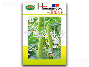F1盛達(dá)九號-黃瓜種子-華盛達(dá)