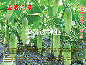 盛達(dá)六號-黃瓜種子-華盛達(dá)
