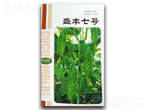 盛豐七號(hào)-黃瓜雜交種-華盛達(dá)