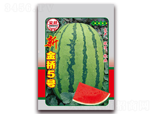 新金橋5號-西瓜種子-金橋種業(yè)