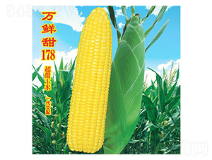萬(wàn)鮮甜178-甜玉米種子-萬(wàn)農(nóng)高科
