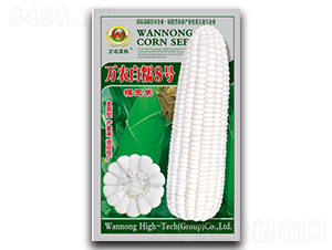 萬農(nóng)白糯8號-糯玉米種子-萬農(nóng)高科