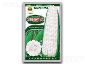 萬(wàn)農(nóng)甜糯158-糯玉米種子-萬(wàn)農(nóng)高科