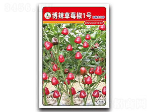 博辣草莓椒1號-辣椒種子-興蔬種業(yè)