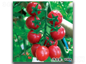 貴妃（HT11051）-番茄種子-徽大農(nóng)業(yè)