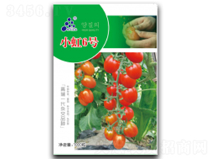 小虹6號-番茄種子-徽大農(nóng)業(yè)