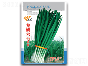 龍研六號(hào)原種-韭菜種子-平龍種業(yè)