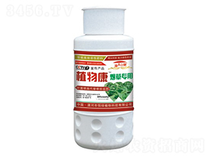 煙草專(zhuān)用植物康-頂天立地-恒綠植物