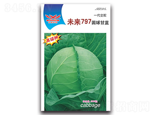 未來797-甘藍(lán)種子-科翔種業(yè)
