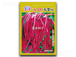 五月紅無架豆-架豆種子-嘉豐種子