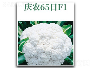 慶農(nóng)65日-花椰菜種子-文興