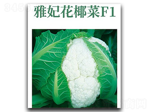 雅妃花椰菜-花椰菜種子-文興