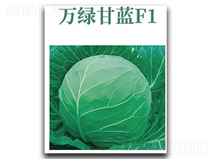 萬綠甘藍(lán)-甘藍(lán)種子-文興