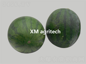 超級新無籽-西瓜種子-夏農農業(yè)