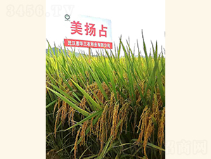 美揚占-水稻種子-惠華三農(nóng)