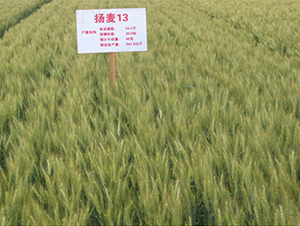 揚(yáng)麥13-小麥種子-潤揚(yáng)種業(yè)