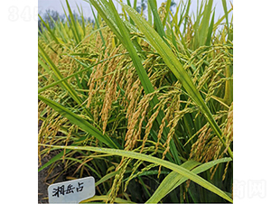 湘岳占-水稻種子-潤(rùn)揚(yáng)種業(yè)