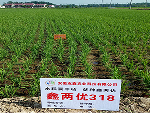 鑫兩優(yōu)318-水稻種子-潤揚種業(yè)