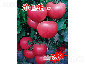 維也納F1（抗TY、高產(chǎn)、高硬度粉果大番茄）-番茄種子-沃爾富斯