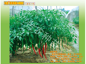 線椒-1065-辣椒種子-臺農(nóng)種苗