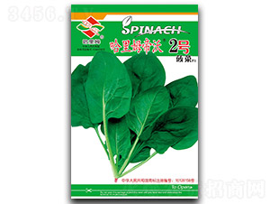 哈里姆帝沃2號(hào)-菠菜種子-哈里姆