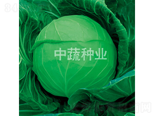 中甘192-甘藍種子-中蔬種業(yè)