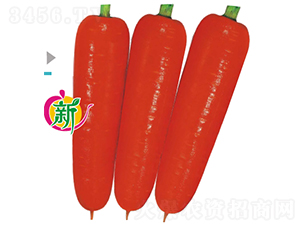 寶冠F1秋奇29-2胡蘿卜-胡蘿卜種子-廣良