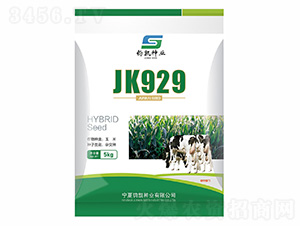 JK929-西蒙種業(yè)