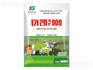 鈞凱青貯909-西蒙種業(yè)
