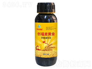 孕穗灌漿型創(chuàng)富麥黃金-賀藍液肥-創(chuàng)福